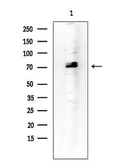 Invitrogen CRG-L2 Polyclonal Antibody 100 &mu;L; Unconjugated:Antibodies,