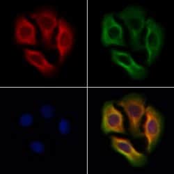 Invitrogen GLRA2 Polyclonal Antibody 100 &mu;L | Buy Online | Invitrogen&trade; | Fisher Scientific