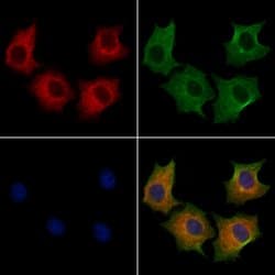Invitrogen TXNL2 Polyclonal Antibody 100 μL; Unconjugated:Antibodies,