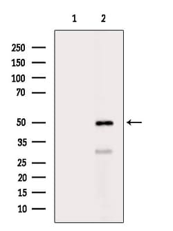 Invitrogen GNAS Polyclonal Antibody 100 &mu;L; Unconjugated:Antibodies,