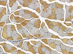 Invitrogen GOLGA3 Polyclonal Antibody 100 &mu;L; Unconjugated:Antibodies,