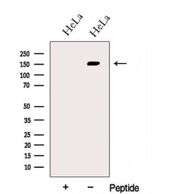 Invitrogen GOLGA3 Polyclonal Antibody 100 &mu;L; Unconjugated:Antibodies,