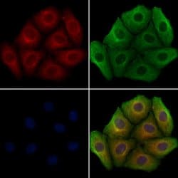Invitrogen GOLGA4 Polyclonal Antibody 100 &mu;L; Unconjugated:Antibodies,