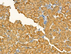 Invitrogen GOLGA4 Polyclonal Antibody 100 &mu;L; Unconjugated:Antibodies,