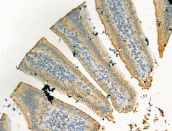 Invitrogen GOLGA4 Polyclonal Antibody 100 &mu;L; Unconjugated:Antibodies,