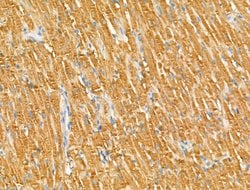 Invitrogen GOLGA4 Polyclonal Antibody 100 &mu;L; Unconjugated:Antibodies,