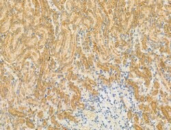 Invitrogen GOLGA4 Polyclonal Antibody 100 &mu;L; Unconjugated:Antibodies,