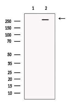 Invitrogen GOLGA4 Polyclonal Antibody 100 &mu;L; Unconjugated:Antibodies,