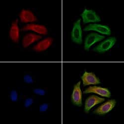 Invitrogen GP340 Polyclonal Antibody 100 &mu;L; Unconjugated:Antibodies,