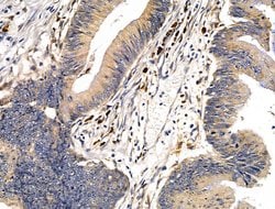 Invitrogen GP340 Polyclonal Antibody 100 &mu;L; Unconjugated:Antibodies,