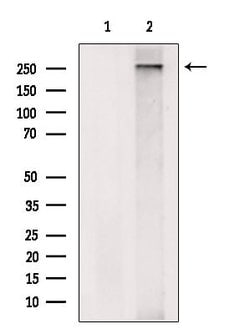Invitrogen GP340 Polyclonal Antibody 100 &mu;L; Unconjugated:Antibodies,