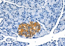 Invitrogen TEM5 Polyclonal Antibody 100 &mu;L; Unconjugated:Antibodies,