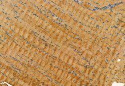 Invitrogen GPR40 Polyclonal Antibody 100 &mu;L | Buy Online | Invitrogen&trade; | Fisher Scientific