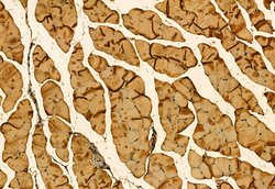 Invitrogen GPR40 Polyclonal Antibody 100 &mu;L | Buy Online | Invitrogen&trade; | Fisher Scientific