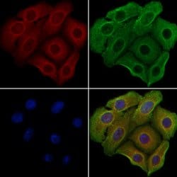 Invitrogen GPSM2 Polyclonal Antibody 100 &mu;L | Buy Online | Invitrogen&trade; | Fisher Scientific