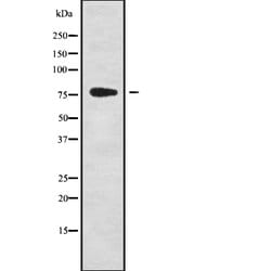 Invitrogen GPSM2 Polyclonal Antibody 100 &mu;L | Buy Online | Invitrogen&trade; | Fisher Scientific