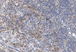 Invitrogen GZMB/GZMH Polyclonal Antibody 100 &mu;L; Unconjugated:Antibodies,