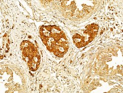 Invitrogen GZMB/GZMH Polyclonal Antibody 100 &mu;L; Unconjugated:Antibodies,