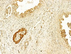 Invitrogen GZMB/GZMH Polyclonal Antibody 100 &mu;L; Unconjugated:Antibodies,