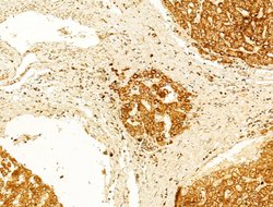 Invitrogen GZMB/GZMH Polyclonal Antibody 100 &mu;L; Unconjugated:Antibodies,