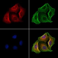 Invitrogen GSDMD Polyclonal Antibody 100 μL; Unconjugated:Antibodies,