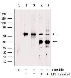 Invitrogen GSDMD Polyclonal Antibody 100 μL; Unconjugated:Antibodies,