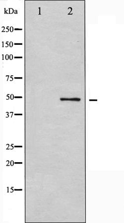 Invitrogen GSK3 alpha Polyclonal Antibody 100 &mu;L; Unconjugated:Antibodies,