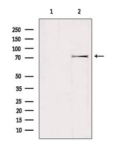 Invitrogen GTPBP1 Polyclonal Antibody 100 &mu;L | Buy Online | Invitrogen&trade; | Fisher Scientific