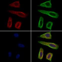 Invitrogen GUCY1A2 Polyclonal Antibody 100 &mu;L; Unconjugated:Antibodies,