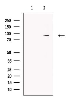 Invitrogen GUCY1A2 Polyclonal Antibody 100 &mu;L; Unconjugated:Antibodies,