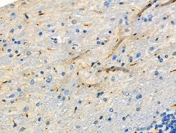 Invitrogen HAPLN1 Polyclonal Antibody 100 &mu;L | Buy Online | Invitrogen&trade; | Fisher Scientific