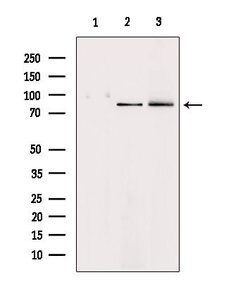 Invitrogen HGF Polyclonal Antibody 100 &mu;L; Unconjugated:Antikörper