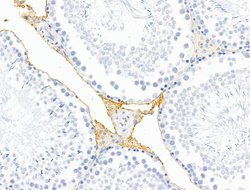 Invitrogen HHIP Polyclonal Antibody 100 &mu;L; Unconjugated:Antibodies,