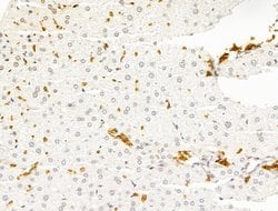 Invitrogen HHIP Polyclonal Antibody 100 &mu;L; Unconjugated:Antibodies,