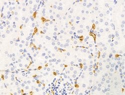 Invitrogen HHIP Polyclonal Antibody 100 &mu;L; Unconjugated:Antibodies,