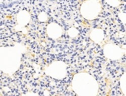 Invitrogen HHIP Polyclonal Antibody 100 &mu;L; Unconjugated:Antibodies,