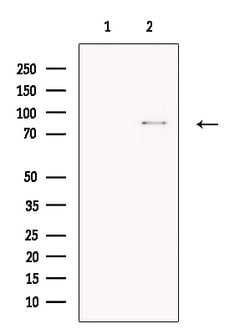 Invitrogen HHIP Polyclonal Antibody 100 &mu;L; Unconjugated:Antibodies,