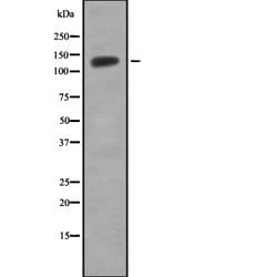 Invitrogen HIPK1 Polyclonal Antibody 100 &mu;L; Unconjugated:Antibodies,