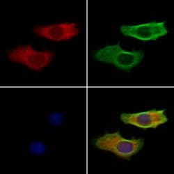 Invitrogen Hippocalcin Polyclonal Antibody 100 &mu;L; Unconjugated:Antibodies,