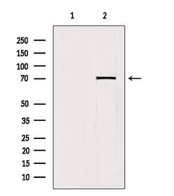 Invitrogen HKR1 Polyclonal Antibody 100 &mu;L; Unconjugated:Antibodies,