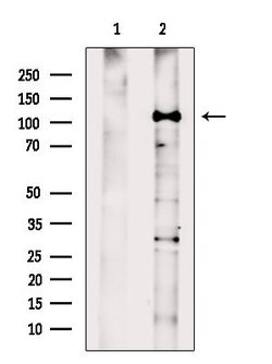 Invitrogen HLTF Polyclonal Antibody 100 &mu;L; Unconjugated:Antibodies,