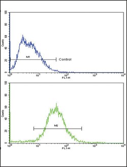 Invitrogen ALDH1A1 Polyclonal Antibody 400 &mu;L; Unconjugated:Antibodies,