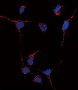 Invitrogen ALDH1A1 Polyclonal Antibody 400 &mu;L; Unconjugated:Antibodies,