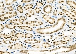 Invitrogen PCBP1 Polyclonal Antibody 100 &mu;L | Buy Online | Invitrogen&trade; | Fisher Scientific
