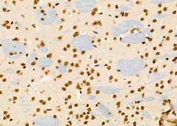 Invitrogen PCBP1 Polyclonal Antibody 100 &mu;L | Buy Online | Invitrogen&trade; | Fisher Scientific