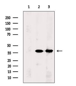 Invitrogen PCBP1 Polyclonal Antibody 100 &mu;L | Buy Online | Invitrogen&trade; | Fisher Scientific