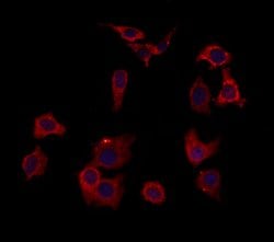 Invitrogen HOMER1 Polyclonal Antibody 100 &mu;L; Unconjugated:Antibodies,