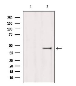 Invitrogen HOMER1 Polyclonal Antibody 100 &mu;L; Unconjugated:Antibodies,