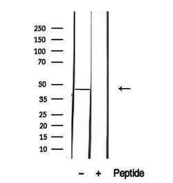 Invitrogen HOMER1 Polyclonal Antibody 100 &mu;L; Unconjugated:Antibodies,