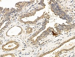 Invitrogen HOXA4 Polyclonal Antibody 100 &mu;L; Unconjugated:Antibodies,